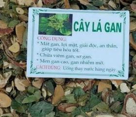 CÂY LÁ GAN