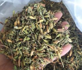 HOA ĐU ĐỦ KHÔ